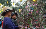 Hấp dẫn chợ hoa Hàng Lược ngày cận Tết